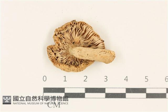 登錄號:F0037016藏品圖，第3張