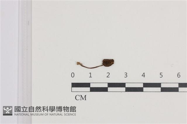登錄號:F0036316藏品圖，第3張