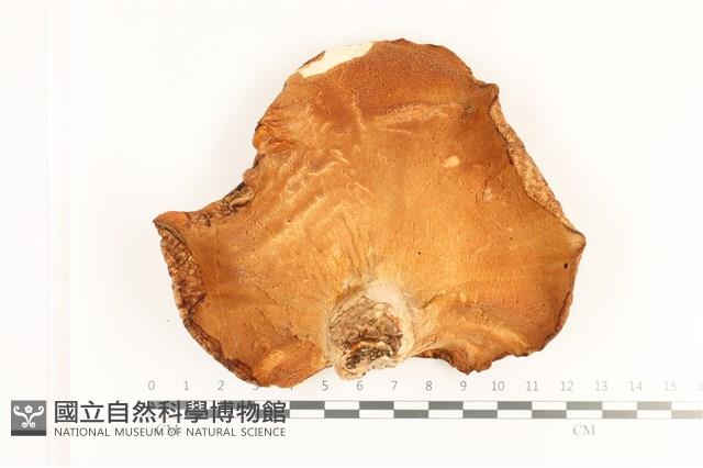 寬鱗多孔菌藏品圖，第3張