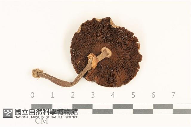 登錄號:F0036956藏品圖，第3張