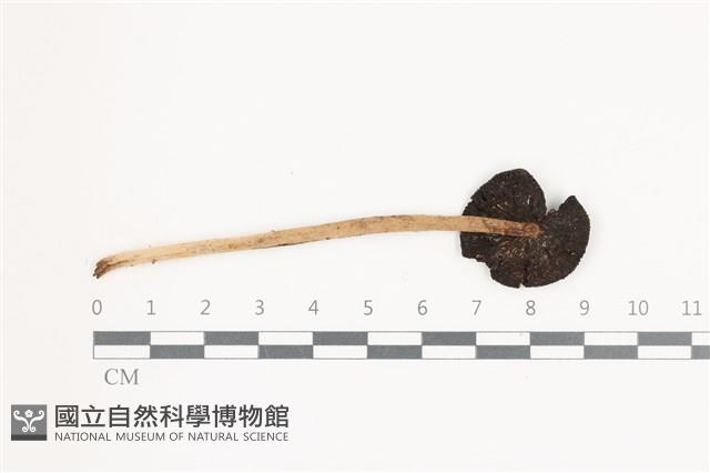 鬼傘屬藏品圖，第3張