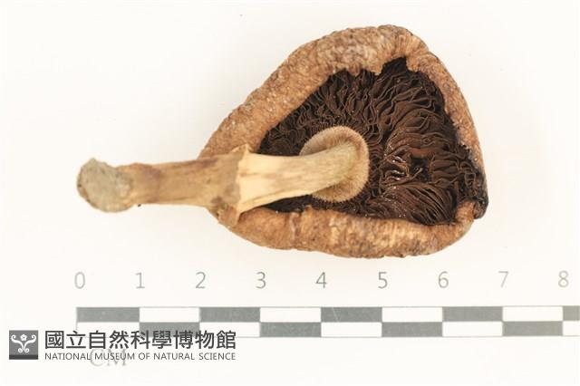 登錄號:F0037656藏品圖，第3張