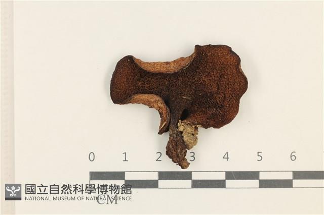 館號:F0037556藏品圖，第3張