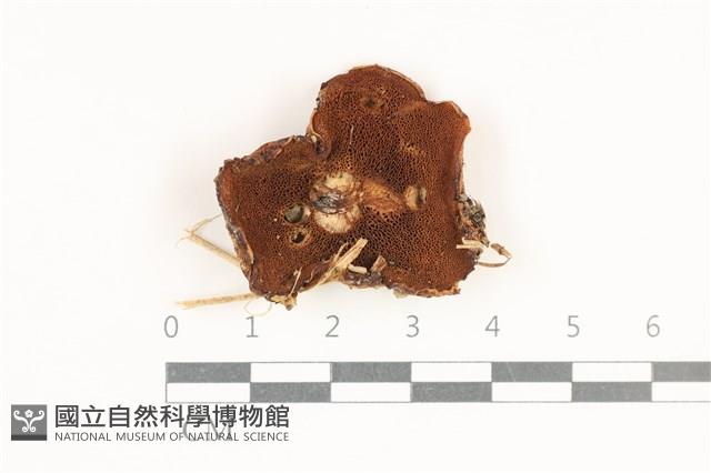 登錄號:F0038156藏品圖，第3張