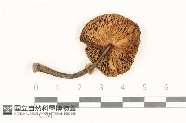 登錄號:F0038056藏品圖，第3張