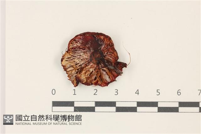 登錄號:F0037356藏品圖，第3張