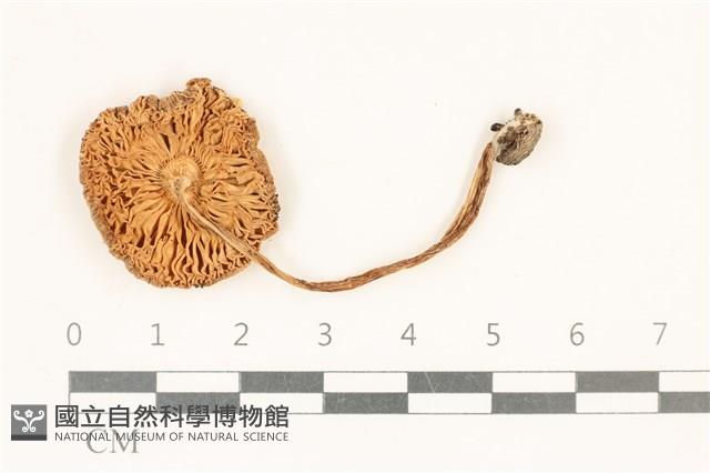 登錄號:F0037246藏品圖，第3張