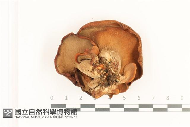 寬鱗多孔菌藏品圖，第3張