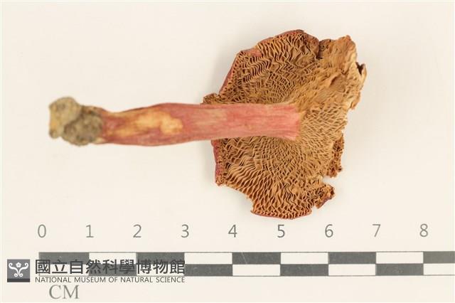登錄號:F0036946藏品圖，第3張