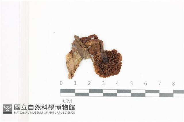 登錄號:F0036646藏品圖，第3張