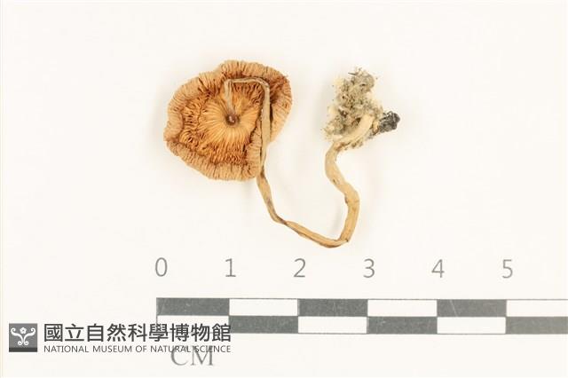 登錄號:F0037646藏品圖，第3張