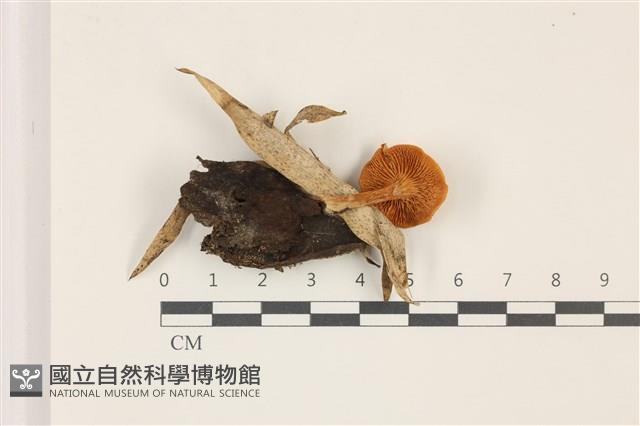 登錄號:F0037446藏品圖，第3張