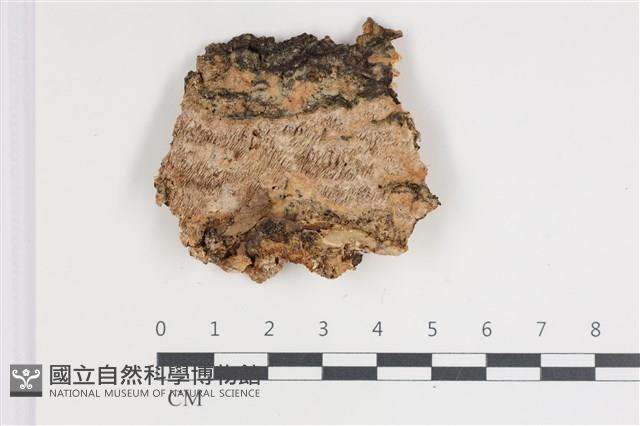 登錄號:F0035746藏品圖，第3張