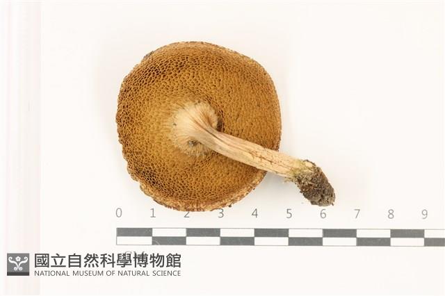 登錄號:F0037546藏品圖，第3張
