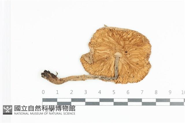 登錄號:F0036046藏品圖，第3張