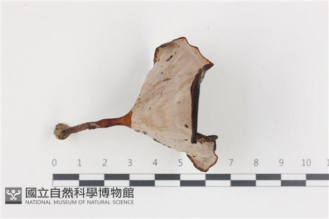 相鄰小孔菌藏品圖，第3張