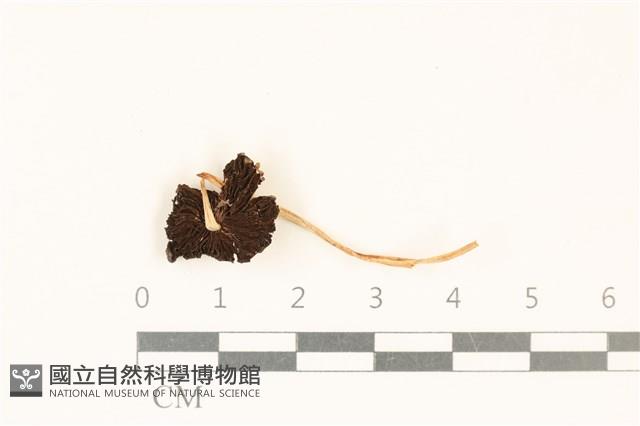 登錄號:F0037296藏品圖，第3張