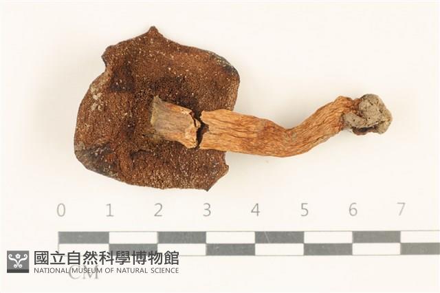 登錄號:F0036896藏品圖，第3張