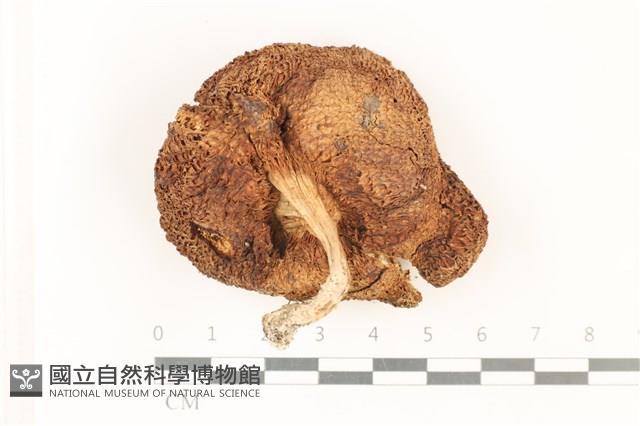 登錄號:F0037896藏品圖，第3張