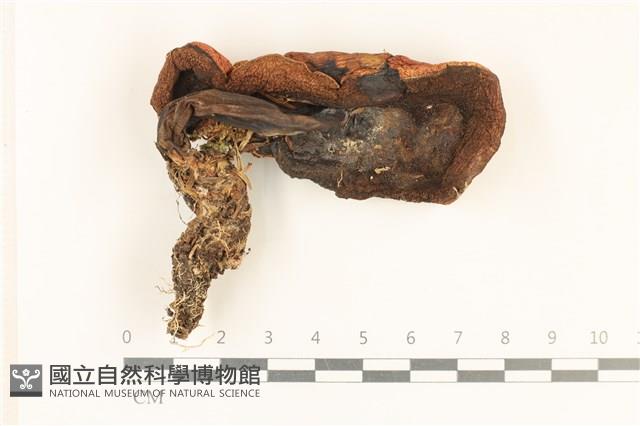 登錄號:F0028696藏品圖，第3張