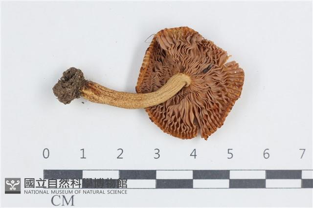 登錄號:F0038696藏品圖，第3張