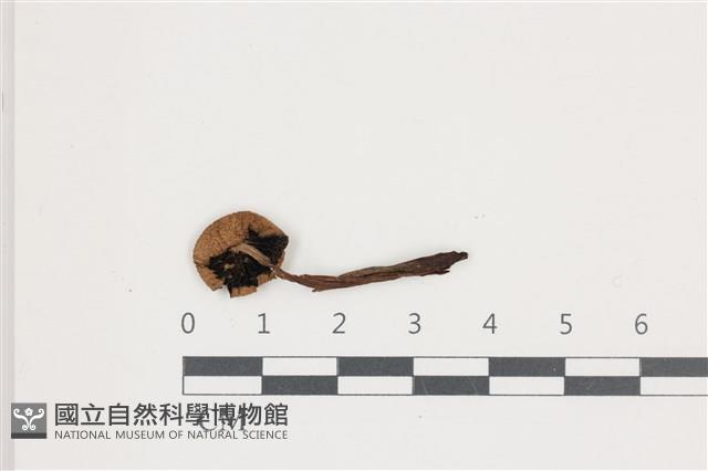 登錄號:F0036696藏品圖，第3張