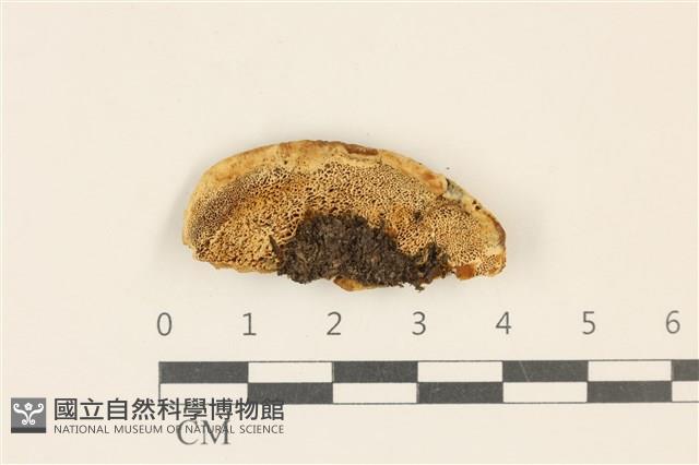 登錄號:F0017696藏品圖，第3張