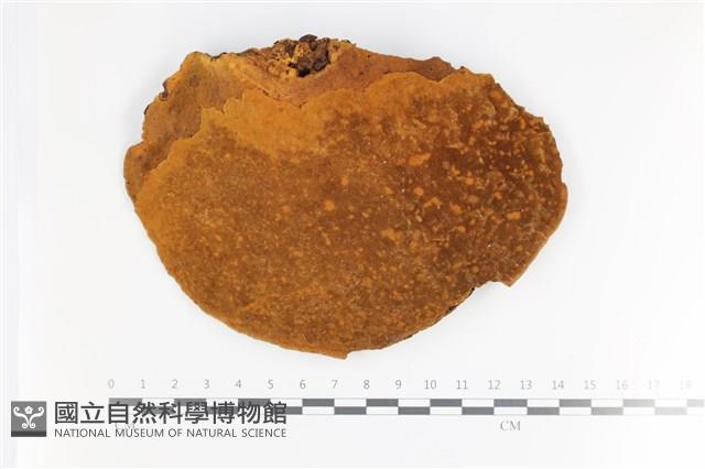 登錄號:F0035696藏品圖，第3張
