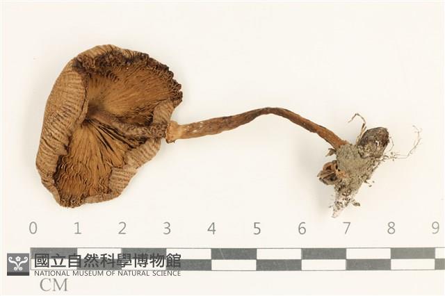 登錄號:F0037596藏品圖，第3張