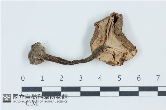 細鱗蘑菇藏品圖，第3張
