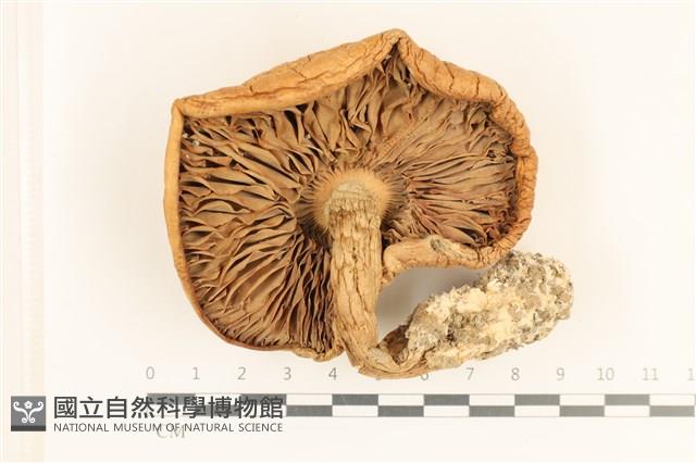 登錄號:F0037196藏品圖，第3張