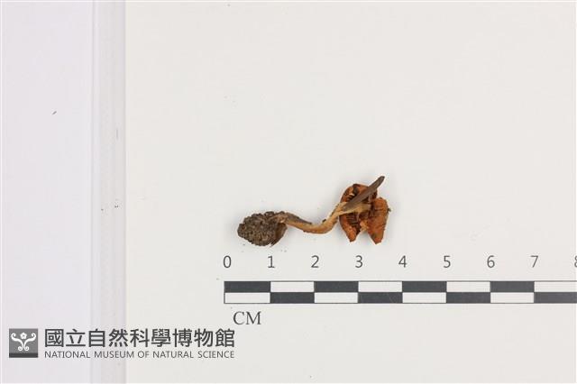 登錄號:F0036096藏品圖，第3張