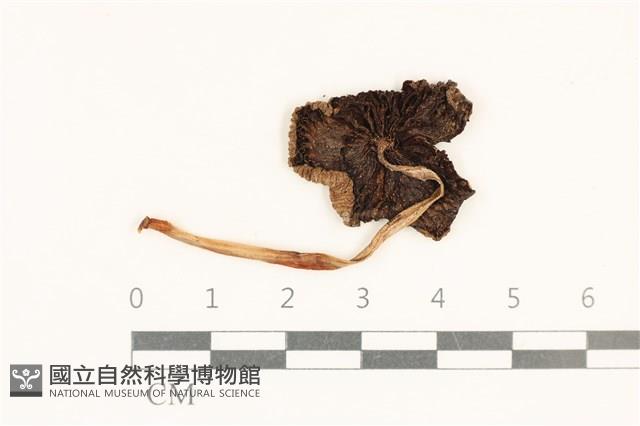 登錄號:F0037096藏品圖，第3張