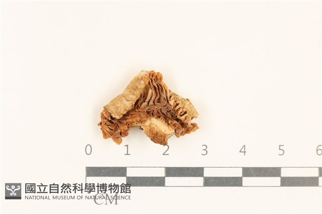 紅菇屬藏品圖，第3張