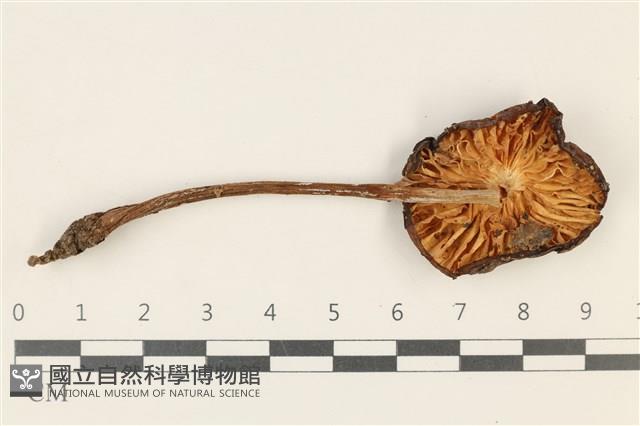 登錄號:F0037886藏品圖，第3張