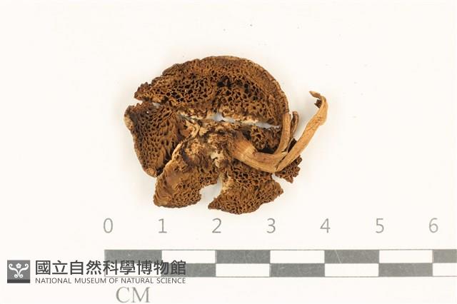 登錄號:F0036986藏品圖，第3張