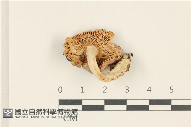紅菇屬藏品圖，第3張