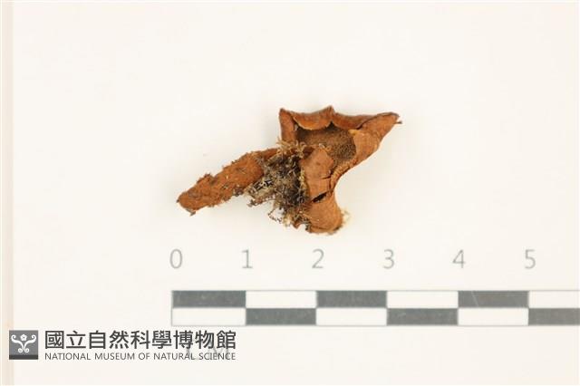 登錄號:F0037686藏品圖，第3張