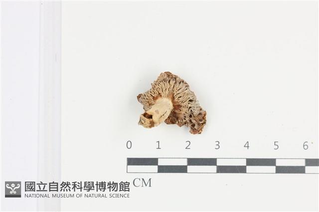 登錄號:F0036486藏品圖，第3張