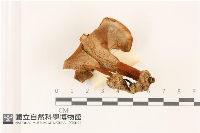 登錄號:F0037486藏品圖，第3張