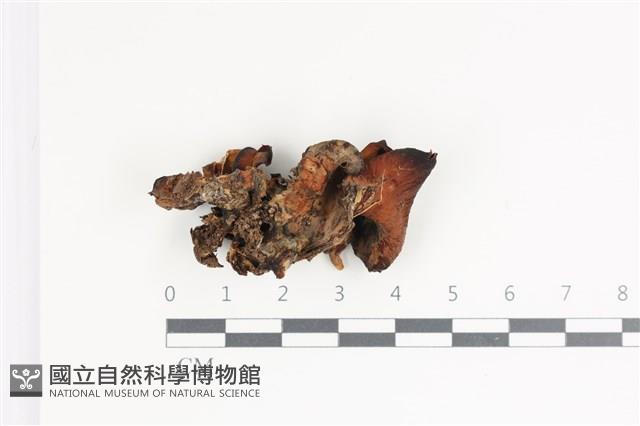 登錄號:F0035786藏品圖，第3張