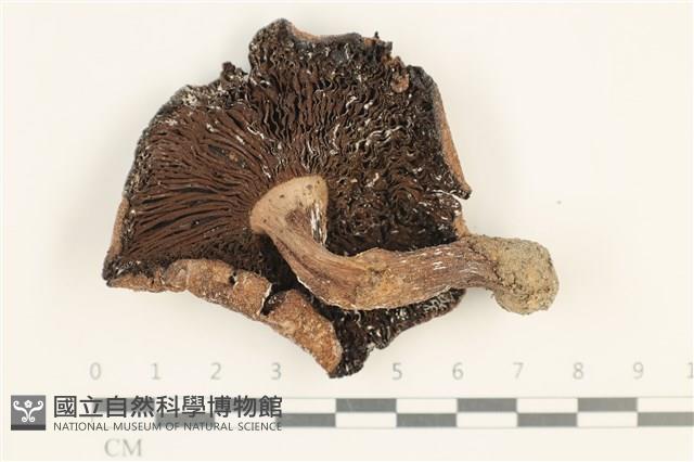 登錄號:F0037586藏品圖，第3張