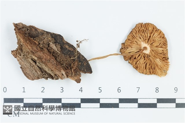 登錄號:F0039186藏品圖，第3張