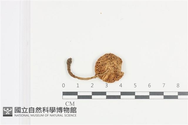 登錄號:F0036386藏品圖，第3張