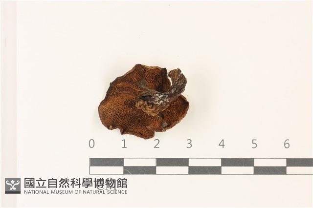 登錄號:F0037386藏品圖，第3張