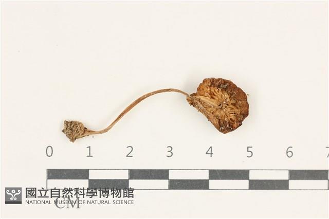 登錄號:F0038236藏品圖，第3張