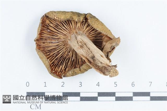 Accession Number:F0038836 Collection Image, Figure 3, Total 3 Figures