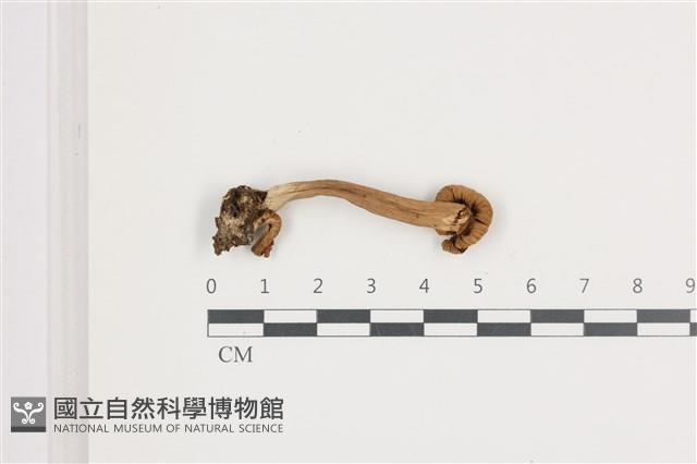 登錄號:F0036636藏品圖，第3張