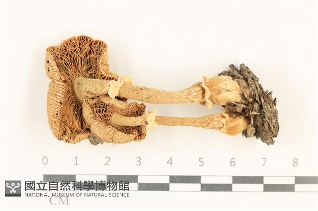登錄號:F0037636藏品圖，第3張