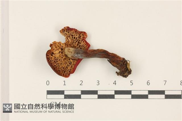 登錄號:F0037436藏品圖，第3張